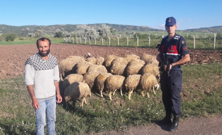 Kayıp olan koyunları Jandarma buldu