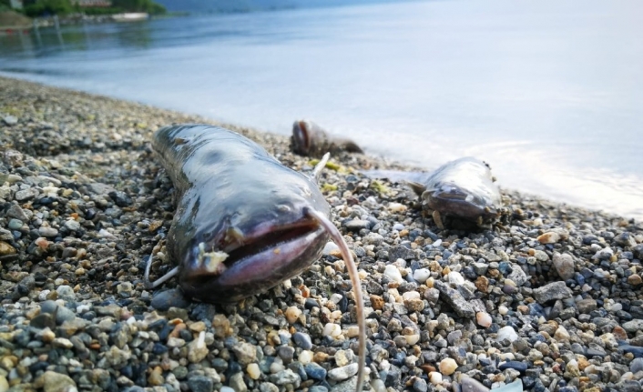 İznik Gölü’nde balık ölümleri