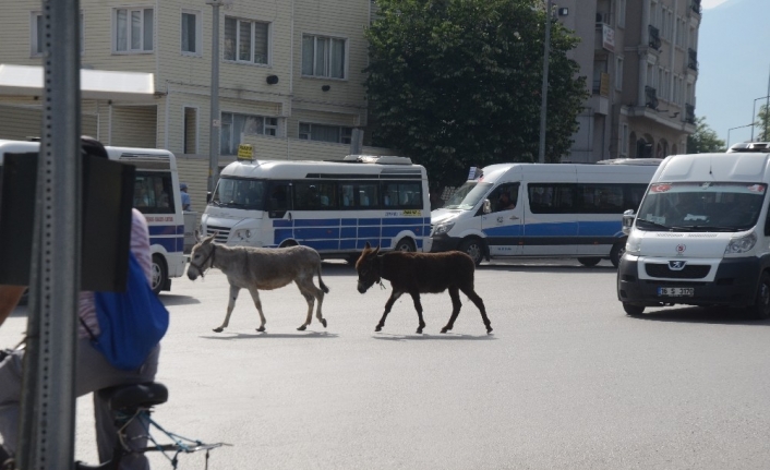 (Özel) Bursa’da şehrin göbeğinde iki eşek sürücüleri zor durumda bıraktı