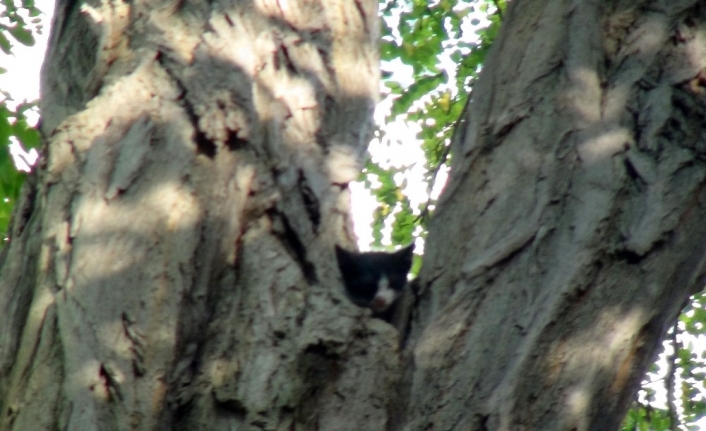 (Özel) Taksim’de ağaçta mahsur kalan kedi itfaiyeye zor anlar yaşattı