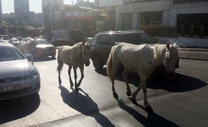 Trafikte başıboş atlar sürücüleri şaşkına çevirdi