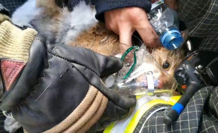 Rus itfaiyeciler yangından kurtardıkları kediyi hayata döndürdü