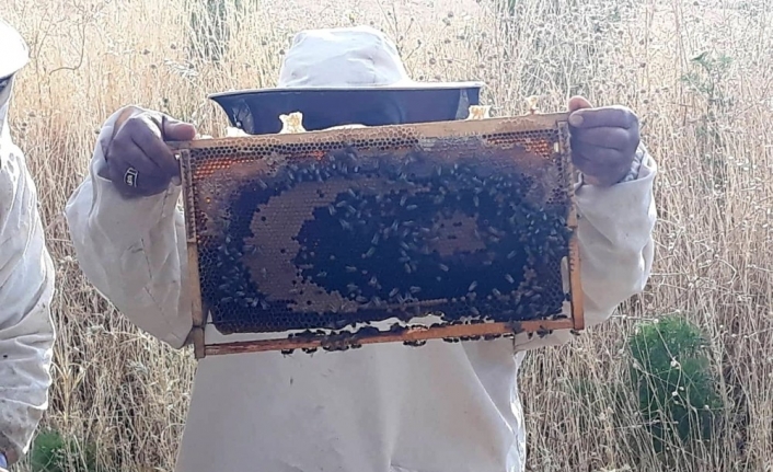 Şanlıurfa'da arılar bal peteğine ay yıldız çizdi