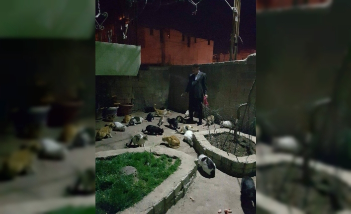 Erganili vatandaş, sokak kedilerine kucak açıyor