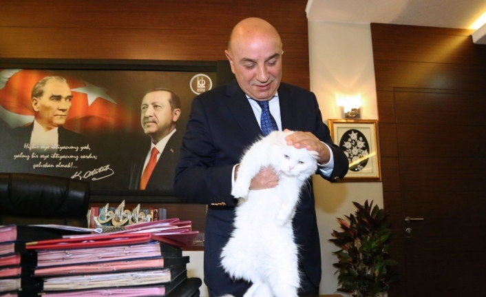 İşitme engelli Ankara kedisi Başkan Altınok’un koruması altında