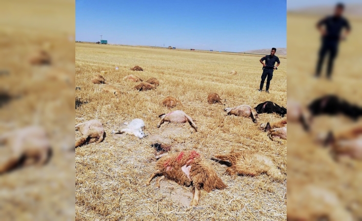 Karaman’da otlamak için tarlaya götürülen 42 koyun telef oldu