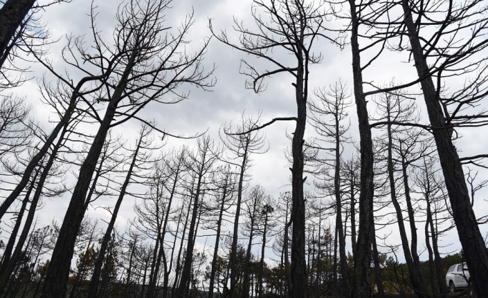 Eskişehir’deki orman yangınında son durum