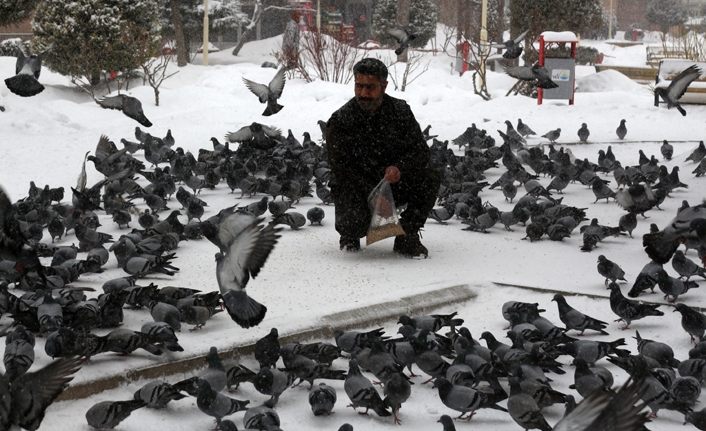 Van'da aç kalan güvercinlere esnaf sahip çıktı | Van haber
