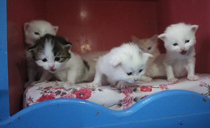 Yılın ilk Van kedileri dünyaya geldi | Van haber