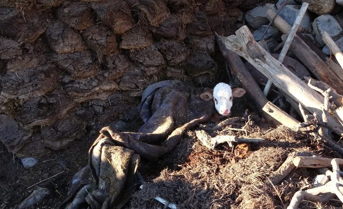 Başkale'deki depremde soğukta kalan hayvanlara anne şefkati | Van haber