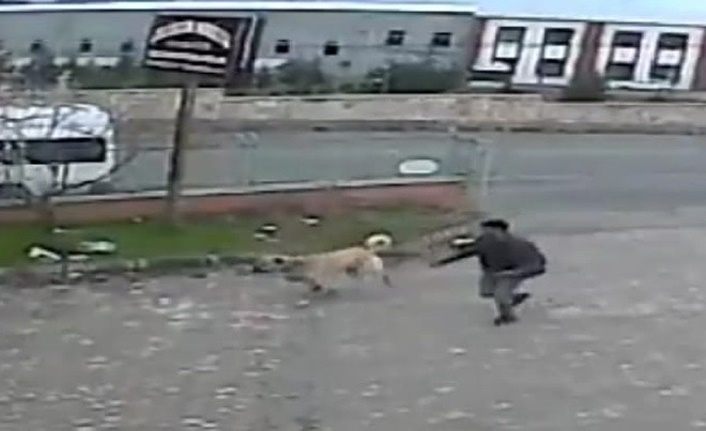 Elazığ'da köpeğe, köpekle işkence