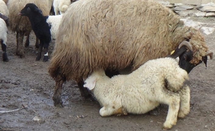 Hakkari'de yeni doğan kuzuların anneleriyle buluşması renkli görüntüler oluşturdu