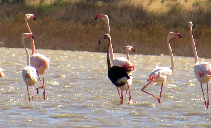 Siyah flamingo ikinci kez Türkiye'ye geldi