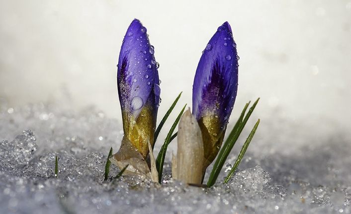 Uludağ'da baharın müjdecisi kardelenler çiçek açtı