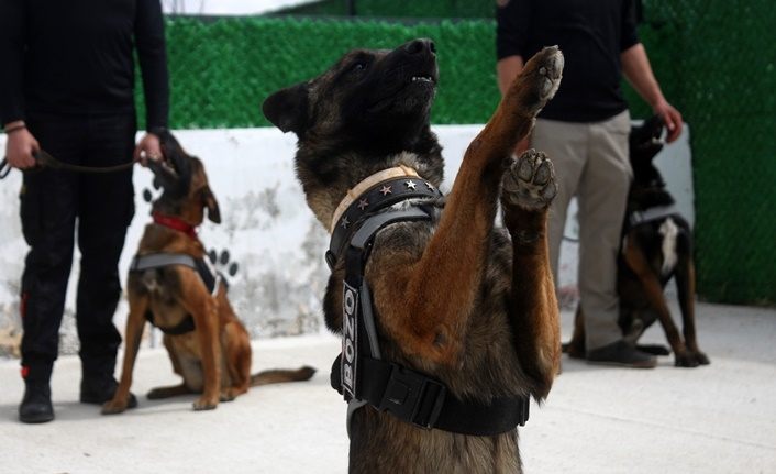 Dedektör köpeklerden çağrı: Evde kal Türkiye