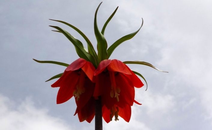 Van'da açan 'hüzün çiçeği' türleri göz kamaştırıyor