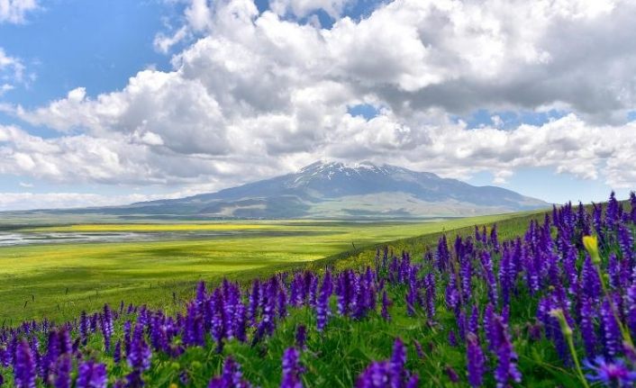 Çiçeklerle renklenen Sütey Yaylası ve Süphan Dağı’nın manzarası hayran bırakıyor