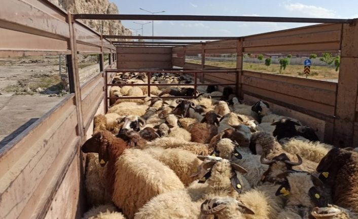 Van'dan Katar'a hayvan ihracatı