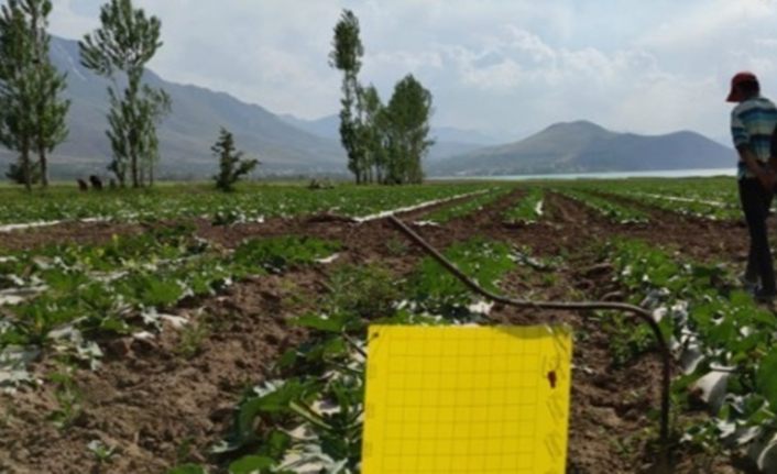 Van’da sebze ekili alanlarda hastalık kontrolü  