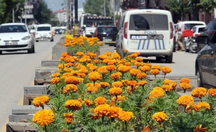 Van Büyükşehir Belediyesinin yetiştirdiği çiçekler kenti süslüyor