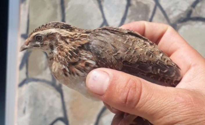 Yaralı kuşlar tedavi altına alındı
