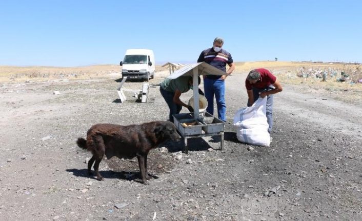  Erciş Belediyesi sıcaktan bunalan hayvanları unutmadı  