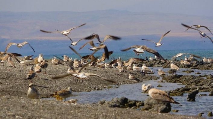 Van Gölü kıyıları martı ölümlerinden tamamen temizlendi