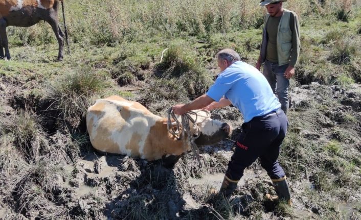 Gevaş'ta bataklığa saplanan 2 inek kurtarıldı