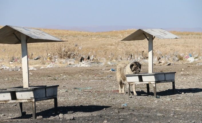Erciş Belediyesi sokak hayvanlarını unutmuyor