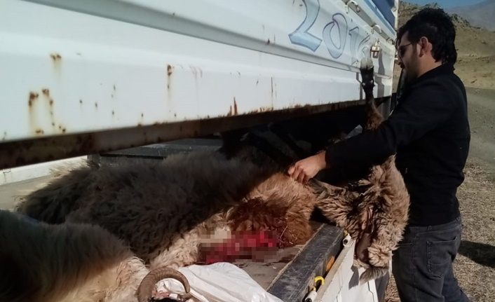 Hakkari'de kurtlar sürüye saldırdı: 30 koyun telef, 50'si kayıp