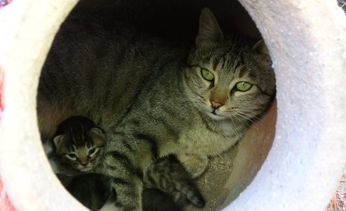 Van'da anne kedi, dekoratif küpün içinde dördüz doğurdu