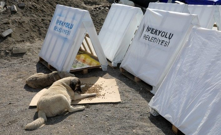 Van'da atık malzemelerden hayvan barınağı yapıldı