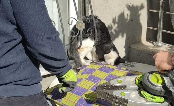 Van'da korkuluklara sıkışan kedi kurtarıldı