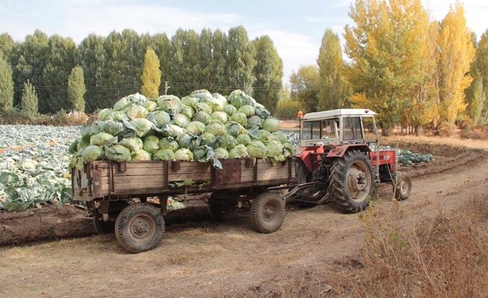Erciş'te yetiştirilen lahana bölgenin ihtiyacını karşılıyor
