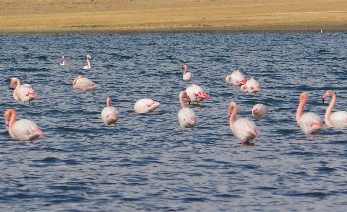 Van Gölü Havzası çok sayıda flamingoya ev sahipliği yaptı