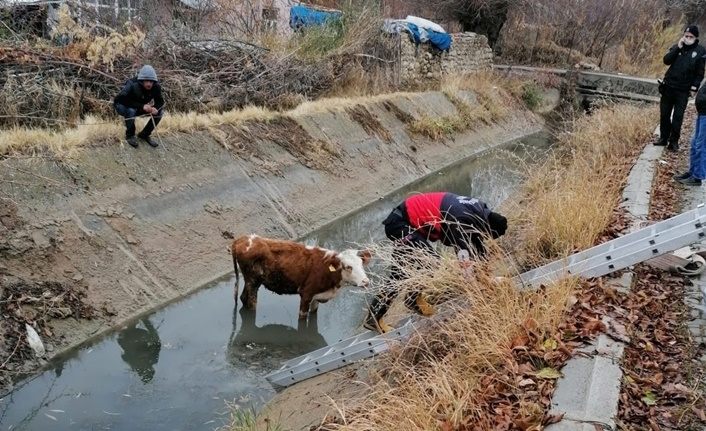 Şamran Kanalı'na düşen inek kurtarıldı
