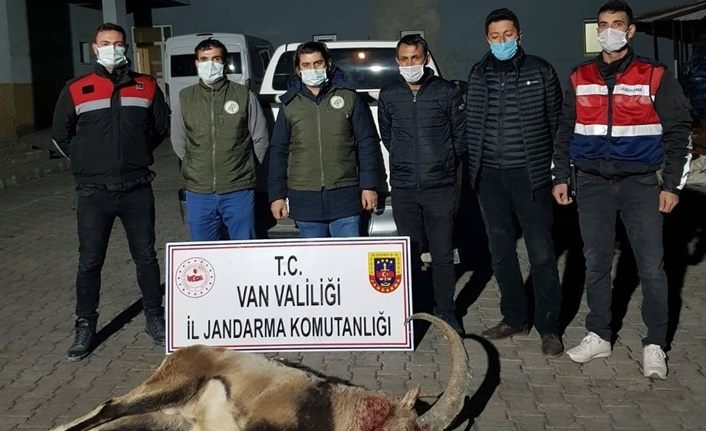 Van'da yaban keçisi avlayan 4 kişiye 36 bin 589 lira ceza
