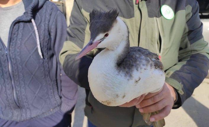 Van'da bitkin halede bulunan Bahri kuşu tedavi altına alındı