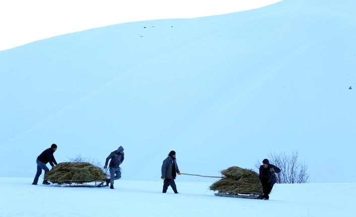 Yüksekovalı çiftçiler soğuk havaya rağmen dağdan kızakla ot taşıyor