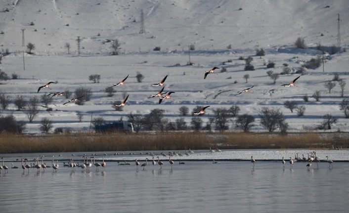 Flamingolar, kışı da Van Gölü'nde geçiriyor