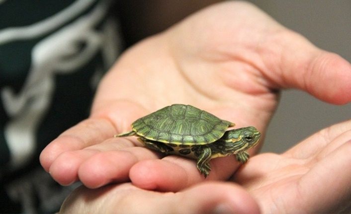 Van'da onlarca su kaplumbağası sulak alana taşındı
