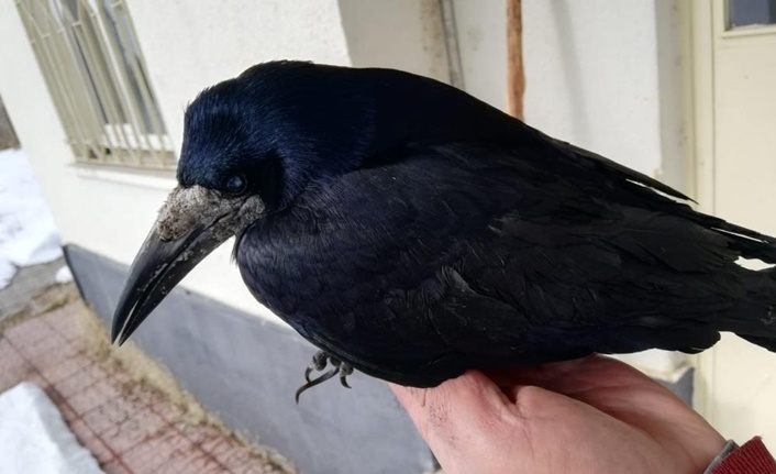 Van'da yaralı kuşlar tedavi altına alındı