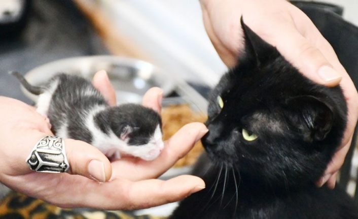 Bursa İznik'te gebe kedi yavrusuyla hayata döndü