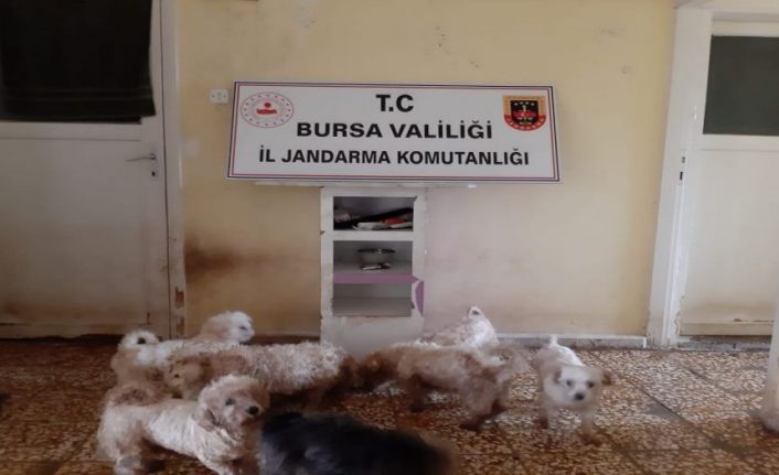 Bursa’da çiftliğe köpek baskını