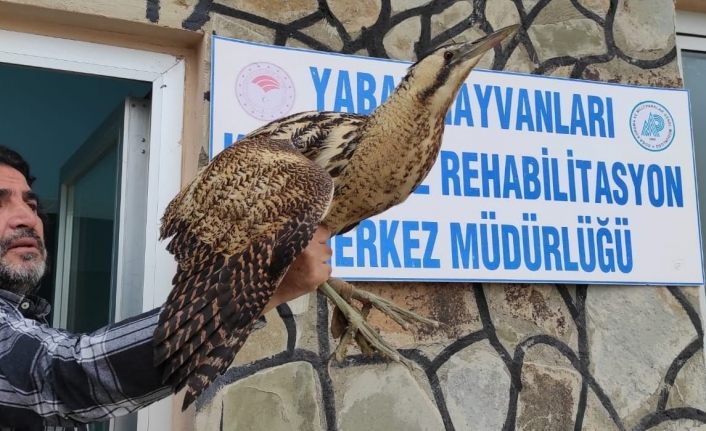 Yaralı kuşlar tedavi altına alındı