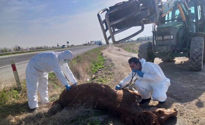 Aksaray'da vicdansız sürücünün çarptığı at, hayvanseverin çabasıyla kurtarıldı
