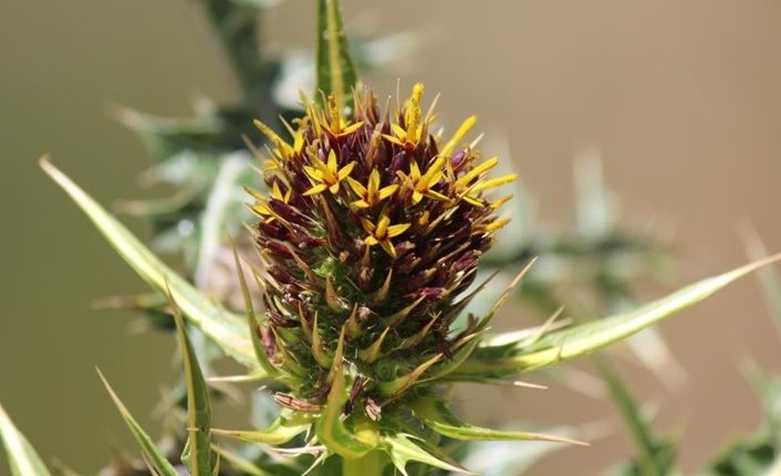 Gundelia bitkisinin Türkiye'deki tür sayısı 19'a çıktı