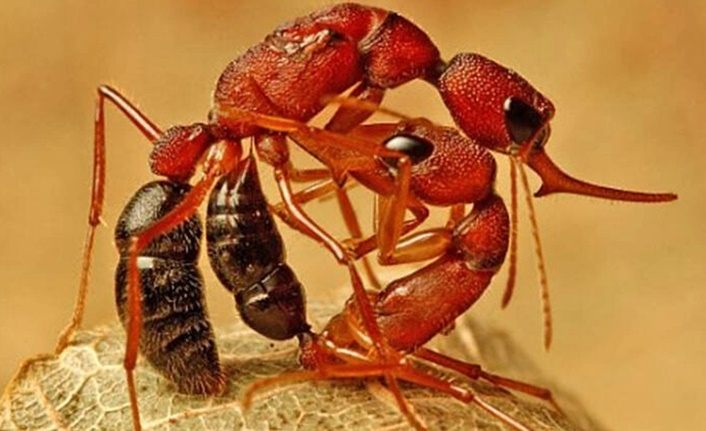 Karıncaların taht oyunları! Kraliçeleri için beyinlerini feda ediyorlar