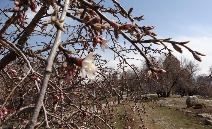 Van'a bahar geldi, Akdamar Adası'nda badem ağaçları çiçek açtı