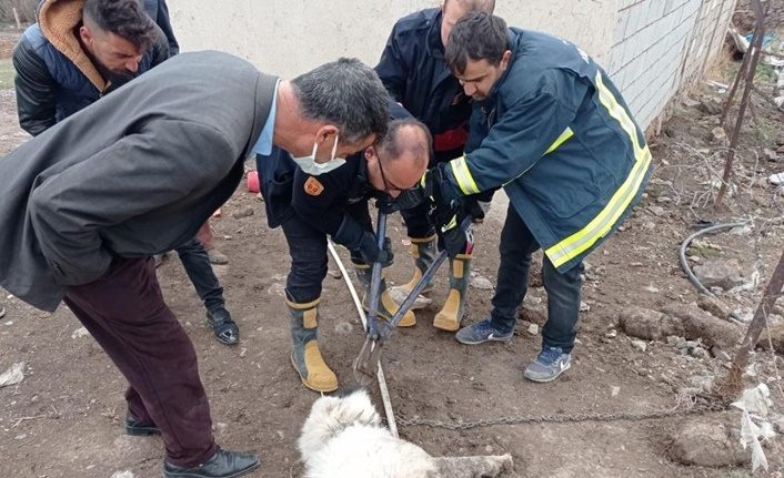 Van'da köpeğin ağzına demir saplandı, itfaiye ekipleri kurtardı